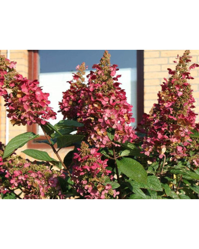 Гортензія волотиста Вімс Ред ® | Hydrangea paniculata Wim’s Red ® | Гортензия метельчатая Вимс Ред ®