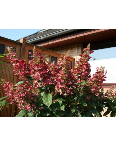 Гортензія волотиста Вімс Ред ® | Hydrangea paniculata Wim’s Red ® | Гортензия метельчатая Вимс Ред ®