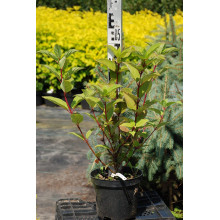 Гортензія волотиста Вімс Ред ® | Hydrangea paniculata Wim’s Red ® | Гортензия метельчатая Вимс Ред ®