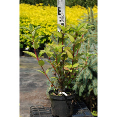 Гортензія волотиста Вімс Ред ® | Hydrangea paniculata Wim’s Red ® | Гортензия метельчатая Вимс Ред ®