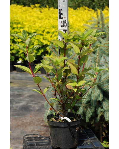 Гортензія волотиста Вімс Ред ® | Hydrangea paniculata Wim’s Red ® | Гортензия метельчатая Вимс Ред ®