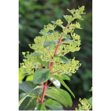 Гортензія волотиста Вімс Ред ® | Hydrangea paniculata Wim’s Red ® | Гортензия метельчатая Вимс Ред ®