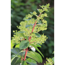 Гортензія волотиста Вімс Ред ® | Hydrangea paniculata Wim’s Red ® | Гортензия метельчатая Вимс Ред ®