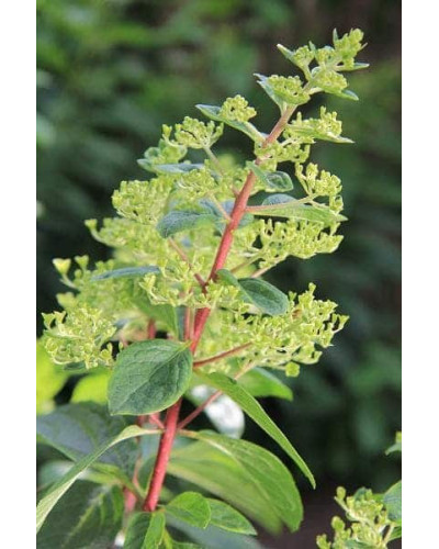 Гортензія волотиста Вімс Ред ® | Hydrangea paniculata Wim’s Red ® | Гортензия метельчатая Вимс Ред ®