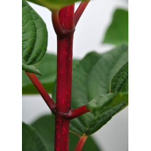 Гортензія волотиста Вімс Ред ® | Hydrangea paniculata Wim’s Red ® | Гортензия метельчатая Вимс Ред ®