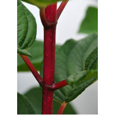 Гортензія волотиста Вімс Ред ® | Hydrangea paniculata Wim’s Red ® | Гортензия метельчатая Вимс Ред ®