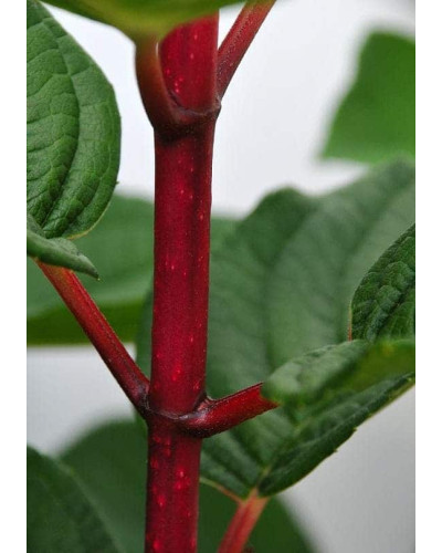 Гортензія волотиста Вімс Ред ® | Hydrangea paniculata Wim’s Red ® | Гортензия метельчатая Вимс Ред ®