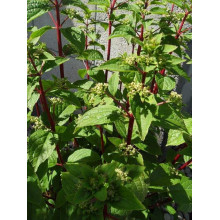 Гортензія волотиста Вімс Ред ® | Hydrangea paniculata Wim’s Red ® | Гортензия метельчатая Вимс Ред ®