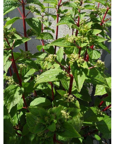 Гортензія волотиста Вімс Ред ® | Hydrangea paniculata Wim’s Red ® | Гортензия метельчатая Вимс Ред ®