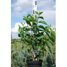 Гортензія волотиста Вімс Ред ® | Hydrangea paniculata Wim’s Red ® | Гортензия метельчатая Вимс Ред ®