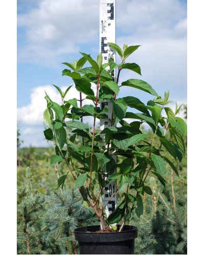 Гортензія волотиста Вімс Ред ® | Hydrangea paniculata Wim’s Red ® | Гортензия метельчатая Вимс Ред ®