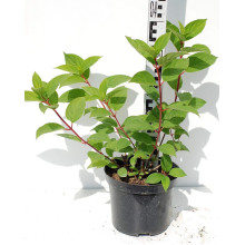 Гортензія волотиста Вімс Ред ® | Hydrangea paniculata Wim’s Red ® | Гортензия метельчатая Вимс Ред ®