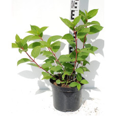 Гортензія волотиста Вімс Ред ® | Hydrangea paniculata Wim’s Red ® | Гортензия метельчатая Вимс Ред ®