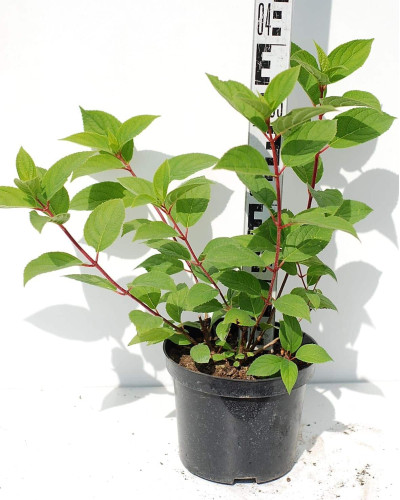 Гортензія волотиста Вімс Ред ® | Hydrangea paniculata Wim’s Red ® | Гортензия метельчатая Вимс Ред ®