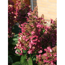 Гортензія волотиста Вімс Ред ® | Hydrangea paniculata Wim’s Red ® | Гортензия метельчатая Вимс Ред ®