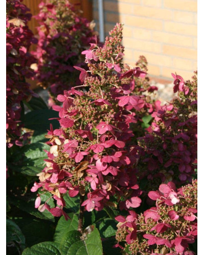 Гортензія волотиста Вімс Ред ® | Hydrangea paniculata Wim’s Red ® | Гортензия метельчатая Вимс Ред ®