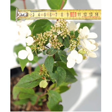 Гортензія волотиста Вімс Ред ® | Hydrangea paniculata Wim’s Red ® | Гортензия метельчатая Вимс Ред ®