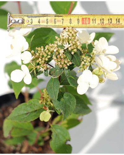 Гортензія волотиста Вімс Ред ® | Hydrangea paniculata Wim’s Red ® | Гортензия метельчатая Вимс Ред ®