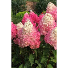 Гортензія волотиста Ванілла Фрейз ® / Ренні ® | Hydrangea paniculata Vanille Fraise ® / Renhy ® | Гортензия метельчатая Ванилла Фрейз ® / Ренни ®