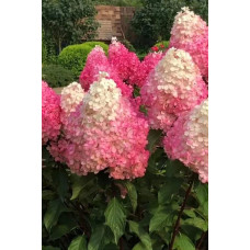 Гортензія волотиста Ванілла Фрейз ® / Ренні ® | Hydrangea paniculata Vanille Fraise ® / Renhy ® | Гортензия метельчатая Ванилла Фрейз ® / Ренни ®