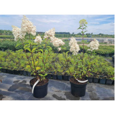 Гортензія волотиста Ванілла Фрейз ® / Ренні ® | Hydrangea paniculata Vanille Fraise ® / Renhy ® | Гортензия метельчатая Ванилла Фрейз ® / Ренни ®