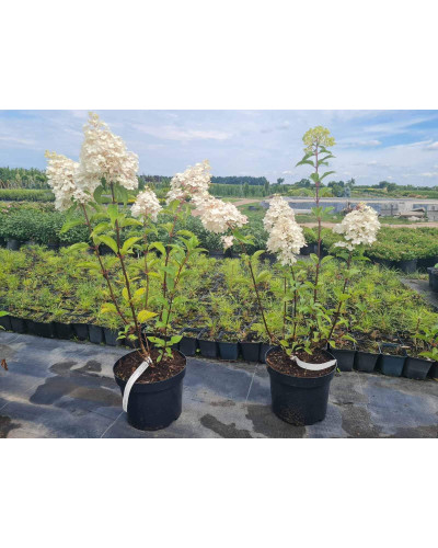 Гортензія волотиста Ванілла Фрейз ® / Ренні ® | Hydrangea paniculata Vanille Fraise ® / Renhy ® | Гортензия метельчатая Ванилла Фрейз ® / Ренни ®