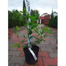 Гортензія волотиста Ванілла Фрейз ® / Ренні ® | Hydrangea paniculata Vanille Fraise ® / Renhy ® | Гортензия метельчатая Ванилла Фрейз ® / Ренни ®