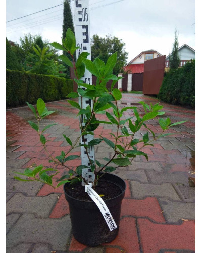 Гортензія волотиста Ванілла Фрейз ® / Ренні ® | Hydrangea paniculata Vanille Fraise ® / Renhy ® | Гортензия метельчатая Ванилла Фрейз ® / Ренни ®