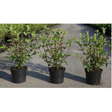 Гортензія волотиста Ванілла Фрейз ® / Ренні ® | Hydrangea paniculata Vanille Fraise ® / Renhy ® | Гортензия метельчатая Ванилла Фрейз ® / Ренни ®