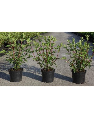 Гортензія волотиста Ванілла Фрейз ® / Ренні ® | Hydrangea paniculata Vanille Fraise ® / Renhy ® | Гортензия метельчатая Ванилла Фрейз ® / Ренни ®