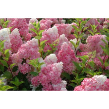 Гортензія волотиста Ванілла Фрейз ® / Ренні ® | Hydrangea paniculata Vanille Fraise ® / Renhy ® | Гортензия метельчатая Ванилла Фрейз ® / Ренни ®