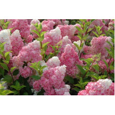 Гортензія волотиста Ванілла Фрейз ® / Ренні ® | Hydrangea paniculata Vanille Fraise ® / Renhy ® | Гортензия метельчатая Ванилла Фрейз ® / Ренни ®