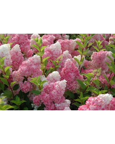 Гортензія волотиста Ванілла Фрейз ® / Ренні ® | Hydrangea paniculata Vanille Fraise ® / Renhy ® | Гортензия метельчатая Ванилла Фрейз ® / Ренни ®