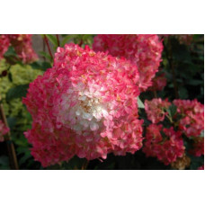 Гортензія волотиста Ванілла Фрейз ® / Ренні ® | Hydrangea paniculata Vanille Fraise ® / Renhy ® | Гортензия метельчатая Ванилла Фрейз ® / Ренни ®