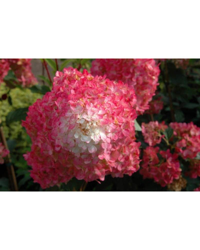 Гортензія волотиста Ванілла Фрейз ® / Ренні ® | Hydrangea paniculata Vanille Fraise ® / Renhy ® | Гортензия метельчатая Ванилла Фрейз ® / Ренни ®