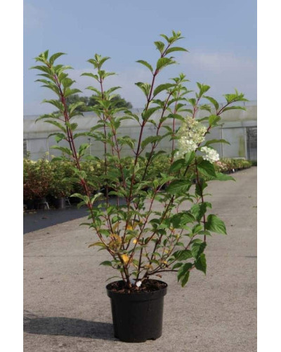 Гортензія волотиста Ванілла Фрейз ® / Ренні ® | Hydrangea paniculata Vanille Fraise ® / Renhy ® | Гортензия метельчатая Ванилла Фрейз ® / Ренни ®