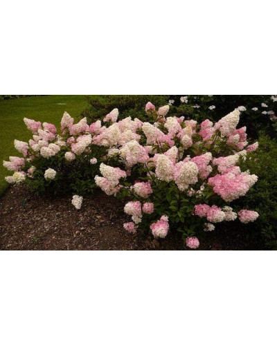 Гортензія волотиста Ванілла Фрейз ® / Ренні ® | Hydrangea paniculata Vanille Fraise ® / Renhy ® | Гортензия метельчатая Ванилла Фрейз ® / Ренни ®