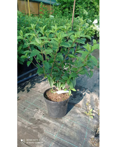 Гортензія волотиста Ванілла Фрейз ® / Ренні ® | Hydrangea paniculata Vanille Fraise ® / Renhy ® | Гортензия метельчатая Ванилла Фрейз ® / Ренни ®