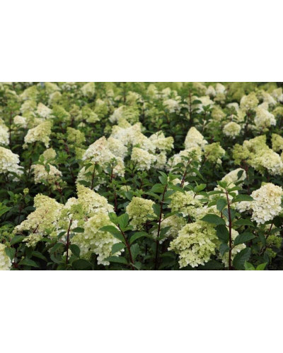 Гортензія волотиста Ванілла Фрейз ® / Ренні ® | Hydrangea paniculata Vanille Fraise ® / Renhy ® | Гортензия метельчатая Ванилла Фрейз ® / Ренни ®