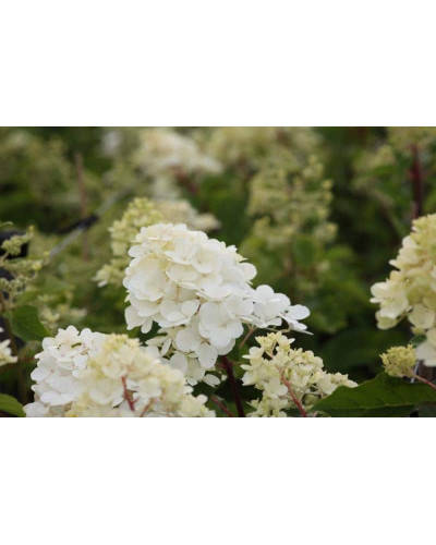 Гортензія волотиста Ванілла Фрейз ® / Ренні ® | Hydrangea paniculata Vanille Fraise ® / Renhy ® | Гортензия метельчатая Ванилла Фрейз ® / Ренни ®