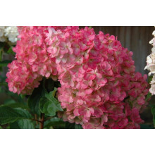 Гортензія волотиста Ванілла Фрейз ® / Ренні ® | Hydrangea paniculata Vanille Fraise ® / Renhy ® | Гортензия метельчатая Ванилла Фрейз ® / Ренни ®