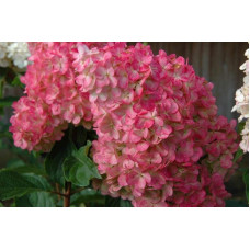 Гортензія волотиста Ванілла Фрейз ® / Ренні ® | Hydrangea paniculata Vanille Fraise ® / Renhy ® | Гортензия метельчатая Ванилла Фрейз ® / Ренни ®