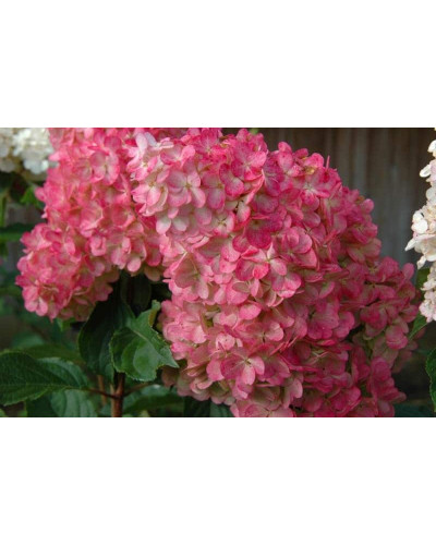 Гортензія волотиста Ванілла Фрейз ® / Ренні ® | Hydrangea paniculata Vanille Fraise ® / Renhy ® | Гортензия метельчатая Ванилла Фрейз ® / Ренни ®