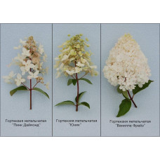 Гортензія волотиста Ванілла Фрейз ® / Ренні ® | Hydrangea paniculata Vanille Fraise ® / Renhy ® | Гортензия метельчатая Ванилла Фрейз ® / Ренни ®