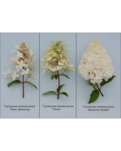 Гортензія волотиста Ванілла Фрейз ® / Ренні ® | Hydrangea paniculata Vanille Fraise ® / Renhy ® | Гортензия метельчатая Ванилла Фрейз ® / Ренни ®