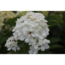 Гортензія волотиста Ванілла Фрейз ® / Ренні ® | Hydrangea paniculata Vanille Fraise ® / Renhy ® | Гортензия метельчатая Ванилла Фрейз ® / Ренни ®