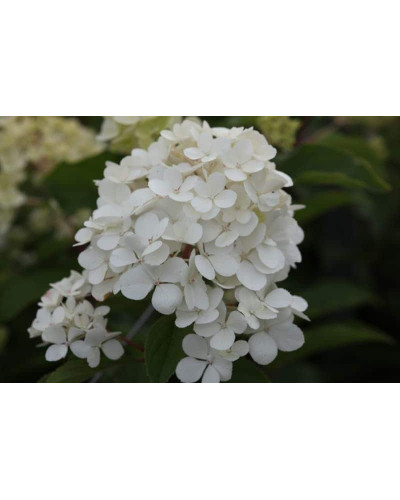 Гортензія волотиста Ванілла Фрейз ® / Ренні ® | Hydrangea paniculata Vanille Fraise ® / Renhy ® | Гортензия метельчатая Ванилла Фрейз ® / Ренни ®