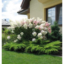 Гортензія волотиста Ванілла Фрейз ® / Ренні ® | Hydrangea paniculata Vanille Fraise ® / Renhy ® | Гортензия метельчатая Ванилла Фрейз ® / Ренни ®
