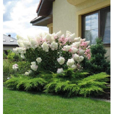 Гортензія волотиста Ванілла Фрейз ® / Ренні ® | Hydrangea paniculata Vanille Fraise ® / Renhy ® | Гортензия метельчатая Ванилла Фрейз ® / Ренни ®