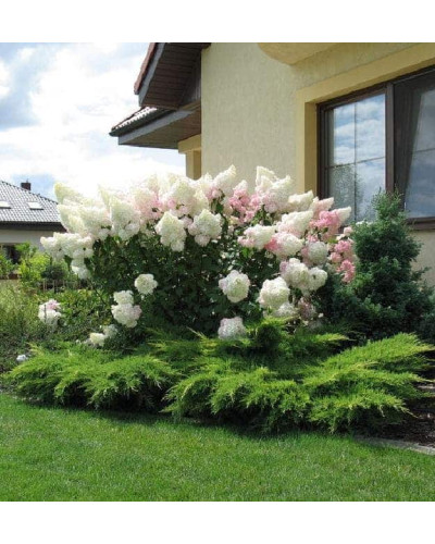Гортензія волотиста Ванілла Фрейз ® / Ренні ® | Hydrangea paniculata Vanille Fraise ® / Renhy ® | Гортензия метельчатая Ванилла Фрейз ® / Ренни ®
